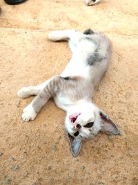 High angle view of cat resting on ground