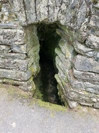 Close-up of moss growing on rock