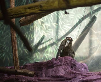 Close-up of bird perching on rock