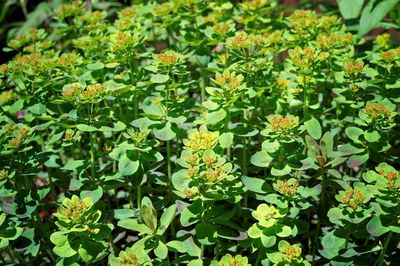 Close-up of flowers blooming outdoors