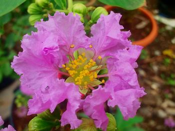 Close-up of flowers blooming outdoors