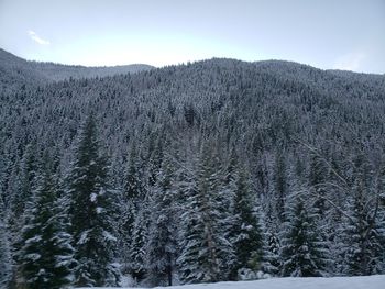 Pine trees in forest against sky during winter