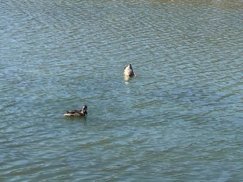 High angle view of ducks swimming in lake