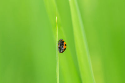 Close-up of ladybug on leaf