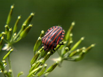 Close-up of insect on flower