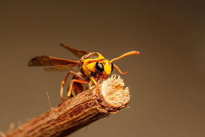 Close-up of insect over black background