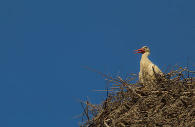 Bird perching on nest against blue sky