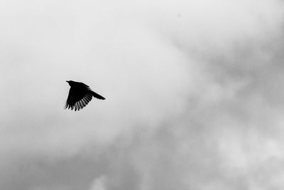 Low angle view of bird flying against sky