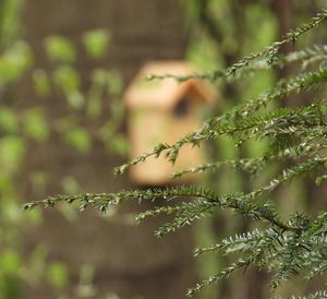 Birdhouse beyond the branches