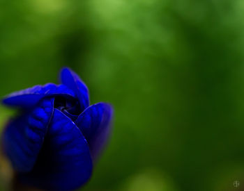 Close-up of purple flower