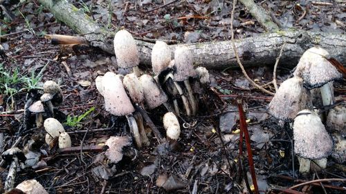 Close-up of logs on field