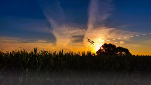 Silhouette plants on field against sky during sunset