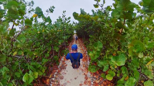 Rear view of boy standing amidst plants