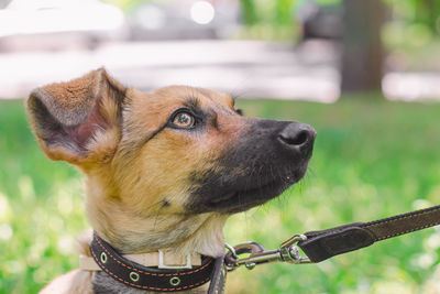 Close-up of a dog looking away