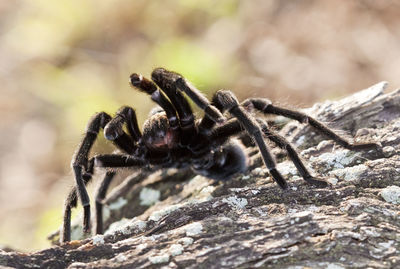 Close-up of spider on rock