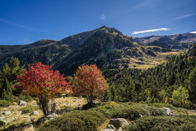 Scenic view of landscape against sky during autumn