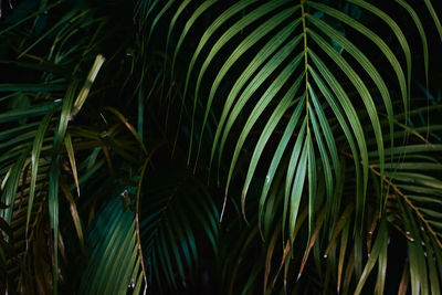 Close-up of palm tree leaves