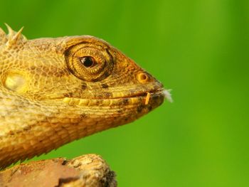 Close-up of lizard