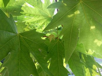 Close-up of green leaves