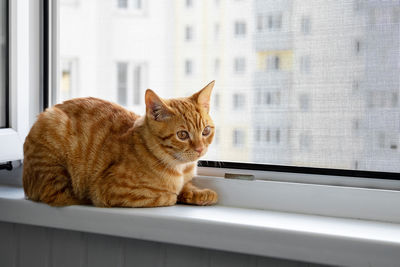 Beautiful cute home ginger young cat sits on windowsill by window with mosquito and anti-cat net. 