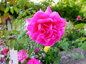 Close-up of pink rose