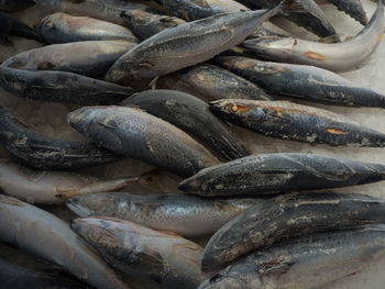 High angle view of fish for sale in market