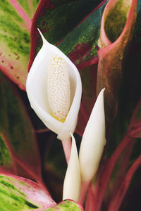 Close-up of flowers and leaves