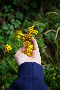 Cropped hand holding red flower