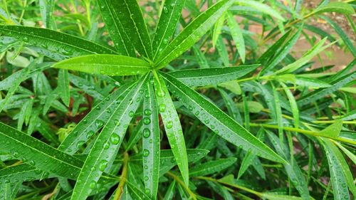 Full frame shot of wet plant on field