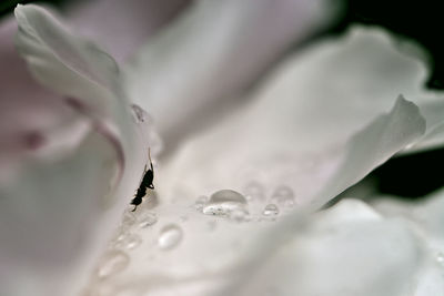 Close-up of wet red rose flower