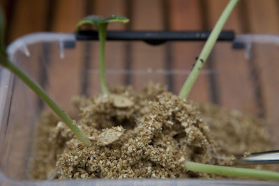 Close-up of plant
