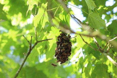Close-up of bee on leaves