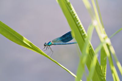 Blue dragon fly on green leaves