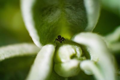 Close-up of ant on leaf