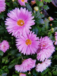 High angle view of pink flowering plants