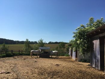 View of a horse on field against clear blue sky