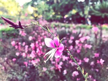 Close-up of pink flowers blooming outdoors