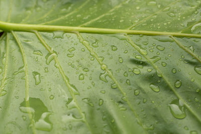 Close-up of raindrops on leaves