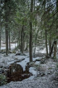 Trees in forest during winter