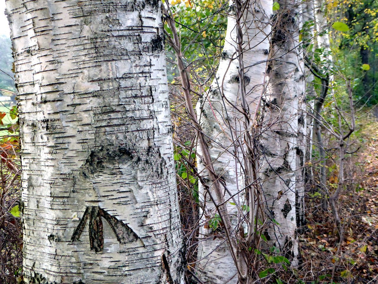 tree, tree trunk, outdoors, day, no people, ivy, nature, backgrounds, creeper plant, close-up, beauty in nature