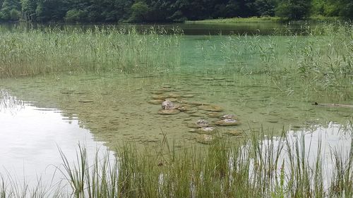 View of duck swimming in lake