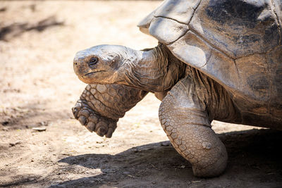 Close-up of tortoise on sand