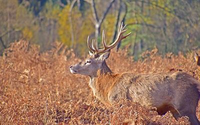 Deer in the forest