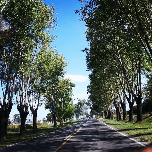 the way forward, tree, diminishing perspective, vanishing point, road, treelined, empty road, transportation, tranquility, long, empty, clear sky, tranquil scene, nature, footpath, growth, sunlight, sky, street, tree trunk