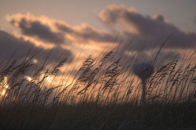 Close-up of stalks in field against sunset sky