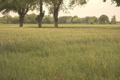 Scenic view of agricultural field