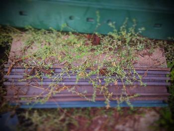 Close-up of plants