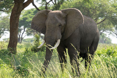 African elephant, loxodonta africana, murchison falls national park, uganda