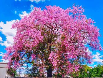 Low angle view of pink flowers against blue sky