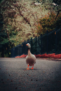 Close-up of a bird